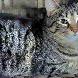 Picture of cat lost at Quebec City