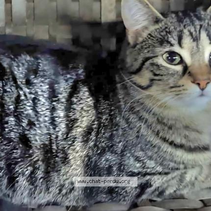 Photo 1/1 poupoune Chat lost in Quebec city