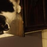 Picture of cat found at Hagerstown