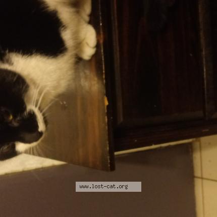 Photo 1/1 Found cat Found in Hagerstown