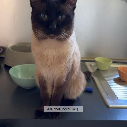 Photo 1/1 Bouboule Chat lost in Jumet