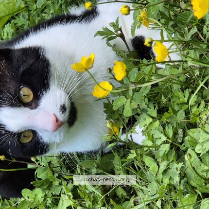 Photo 1/1 Minou Chat lost in Evry courcouronnes