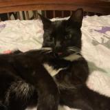 Picture of cat lost at Lake Mary