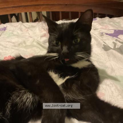 Photo 1/1 Salem Chat lost in Lake mary