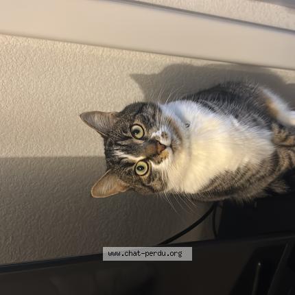 Photo 1/1 Delta Chat lost in Castanet tolosan