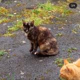 Picture of cat lost at Denat