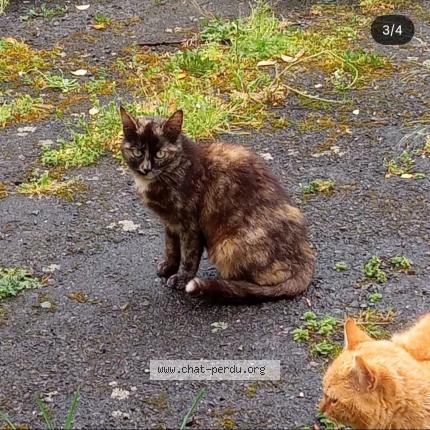 Photo 1/1 Z&eacute;bulon Chat lost in Denat