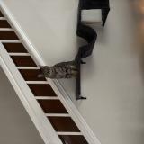 Picture of cat lost at Fort Worth