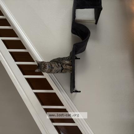 Photo 1/1 Skurge Chat lost in Fort worth