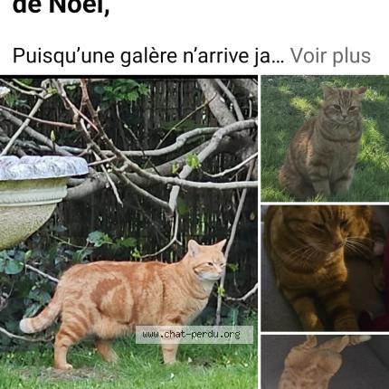 Photo 1/1 Tigrou Chat lost in Crecy la chapelle