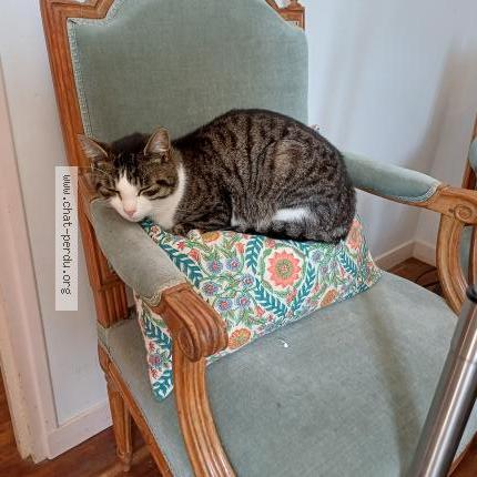 Photo 1/1 Coco Chat lost in Saint martin des tilleuls