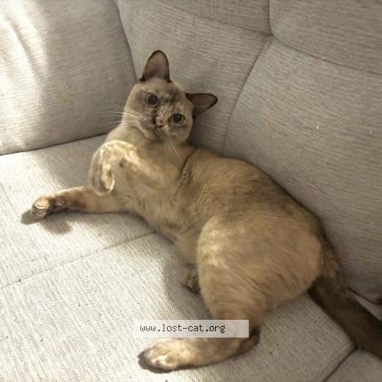 Photo 1/1 Reunited cat Lost in Mount Pleasant