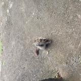 Picture of cat found at Saint Denis