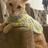 Picture of cat lost at Piura