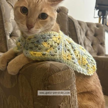 Photo 1/2 Grecco Chat lost in Piura