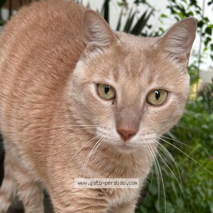 Photo 2/2 Grecco Chat lost in Piura