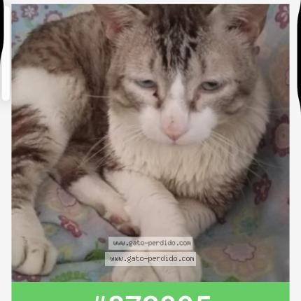 Photo 1/1 Bowie Chat lost in Barx la drova