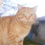 Picture of cat lost at Thoard