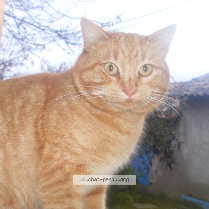 Photo 1/1 Gofer Chat lost in Thoard