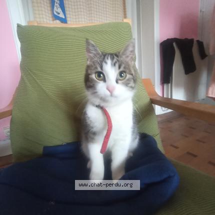 Foto 1/1 Kat teruggevonden Gevonden in Schaarbeek