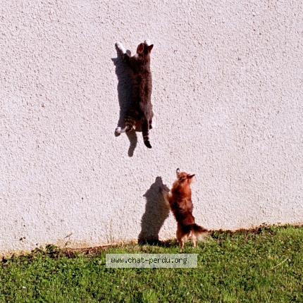 Photo 1/1 Mia Chat lost in Montaulin