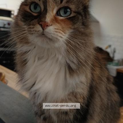 Photo 1/1 Minette Judy Chat lost in Henin beaumont