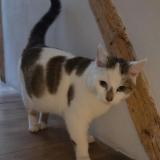 Picture of cat found at Dun