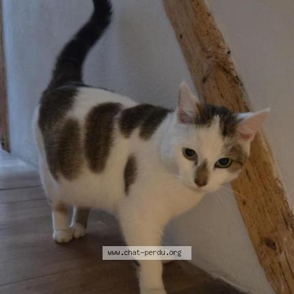 Photo 1/2 Found cat Found in Dun