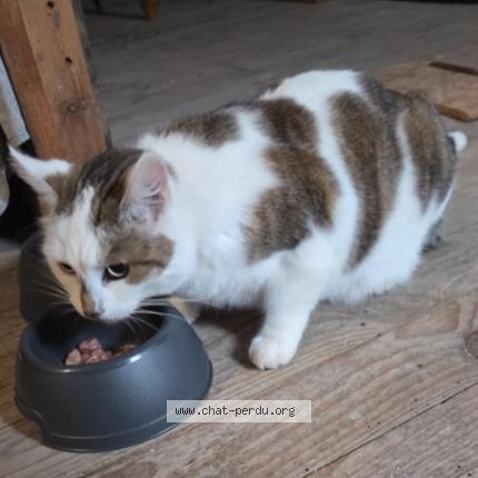 Photo 2/2 Found cat Found in Dun