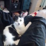 Picture of cat lost at Lamballe