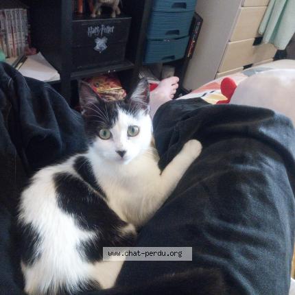 Photo 1/1 Bolognaise Chat lost in Lamballe