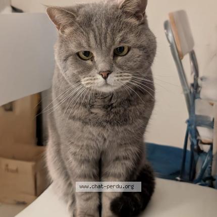 Photo 1/1 Léon Chat lost in Tassin