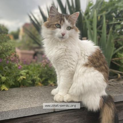 Photo 1/1 Plume Chat lost in Obernai