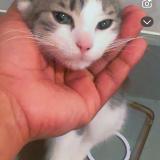 Picture of cat lost at Queens