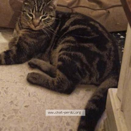 Photo 1/1 Tigrou Chat lost in Bollene