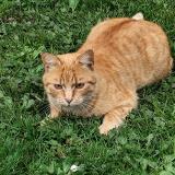 Picture of cat found at Montauban