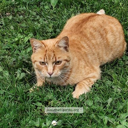 Photo 1/1 Found cat Found in Montauban