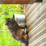 Picture of cat found at Nantes