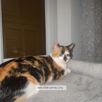 Photo 1/1 Kinshasa Chat lost in Nice