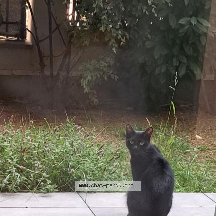 Photo 1/1 Zorro Chat lost in Le perreux sur marne