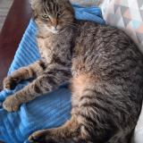 Picture of cat lost at Chantepie