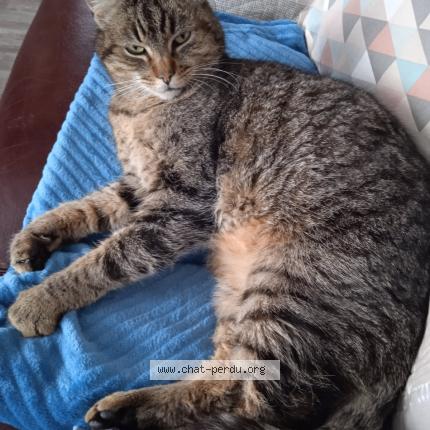 Photo 1/1 Tigrou Chat lost in Chantepie