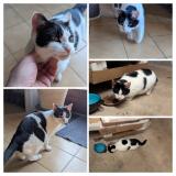 Picture of cat found at Gouffern En Auge Chambois