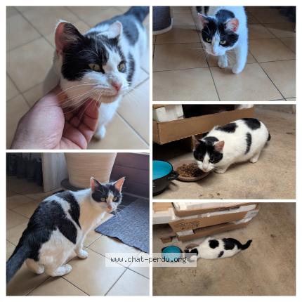 Photo 1/1 Found cat Found in Gouffern en auge chambois