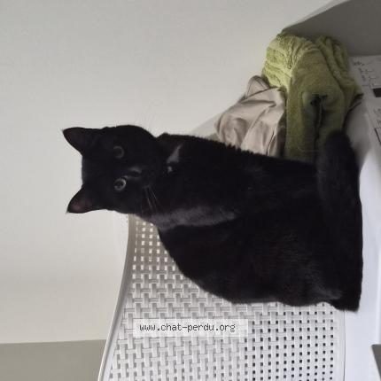 Photo 1/1 Aqua Chat lost in Marck