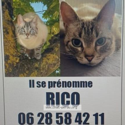 Photo 1/1 Rico Chat lost in Bondues