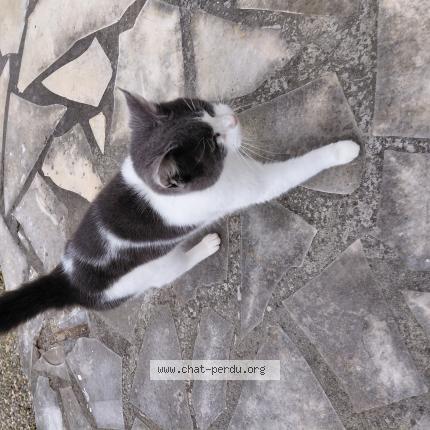 Photo 1/1 Found cat Found in Saint pee sur nivelle