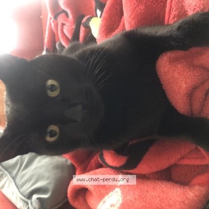 Foto 1/1 Wiedergefundene Katze Gefunden in Bulle