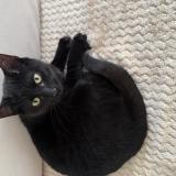 Picture of cat found at Vitry Sur Seine