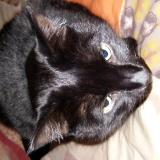 Picture of cat lost at Marseille